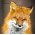 Bad Fox