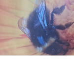Bee rich freindly squad