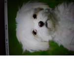 SPY unicorns ZAFGamer7 Sloths puppys and wolfs and