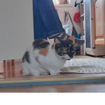 lami. com