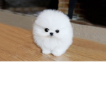 Cute dogs team