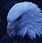 Eagle-Cloths