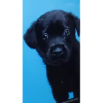 The amazing dog