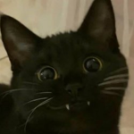 Kitten Brand