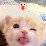 wannabe cats
