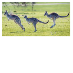 The Krazy Kangaroos