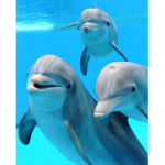 Dolphin Queen Fan Club