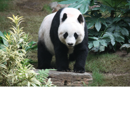 panda hangout