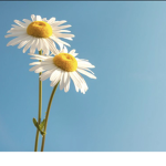 Daisy_flower<3