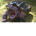 The turtles swamp
