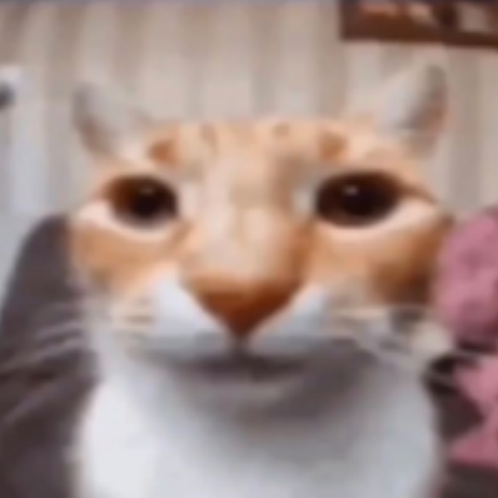 Funny Meme Cat Poster Roblox decal