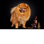 Pet's rule!