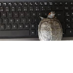 POKE Turtle