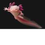 Axolotl Ranking Group