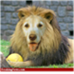 Lion's of the savannah