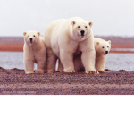 !Polar Group!