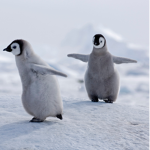 PenGuIn SqUad! By Ao