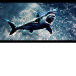 ~The_Sharks~