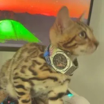avez 2 rich