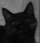 ・power of vampire kitties! <shhh>・