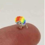 cute kittie