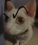 ~the cutest cats ever~