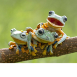 - Frog Group -