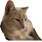 Cat status