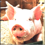 PIGGY FUN GROUP AND RP