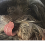 Enzo the Doggo Fan Group