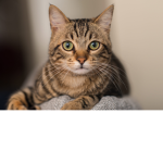 The cat group this is onley For ppl that loves cat