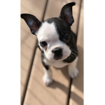 Boston terrier squad