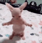 The famous pink cat