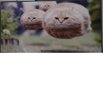 ANIMALS are awesome.