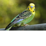 parakeet designs