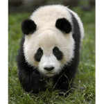 pandaforever life ADMINS
