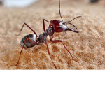 ant.s united