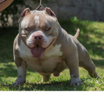 American bully