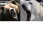 Bear Club1442