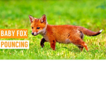 i have ben the only fox