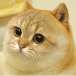 Cate Supporters