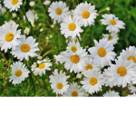 Daisy squad ~Fan group~