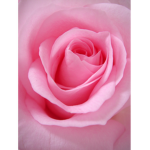 Wild flower ( roblox )