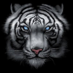 WHITE TIGER BOY FAN GROUP