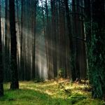 The Woods: Boutique