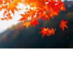 Minted Leafs