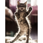 The cat sees u