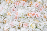 ~ ~White Roses~ ~
