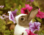 ~ aoe's bunnies ~