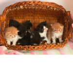 RubyCatBirds group